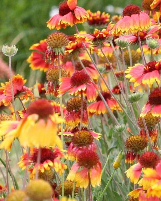 Gaillardia Blanketflower - West Coast Seeds