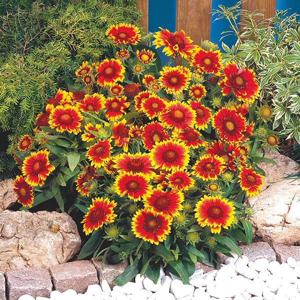 Gaillardia Torchlight 