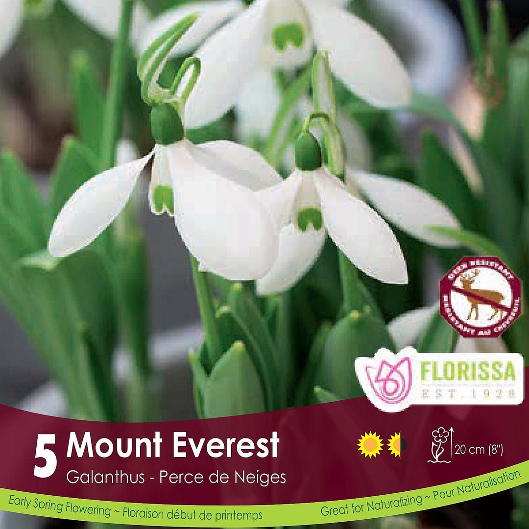 Snowdrops Galanthus Mt. Everest 