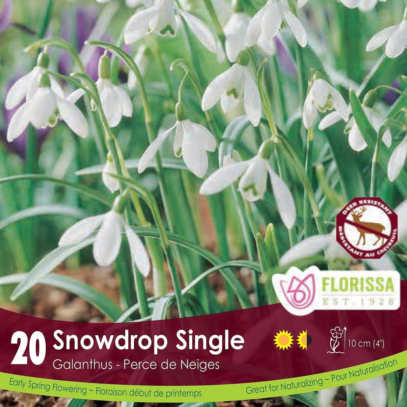 Galanthus - Snowdrop Single - Elwesii - 20 Bonus Pack