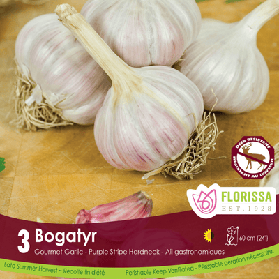 Garlic - Bogatyr, 3 Pack (Fall Planting)