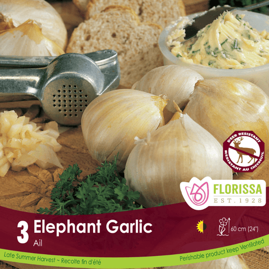 Garlic - Elephant, 3 Cloves