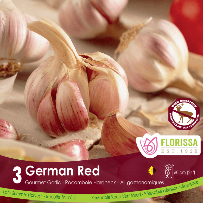 Garlic - German Red, 3 Pack