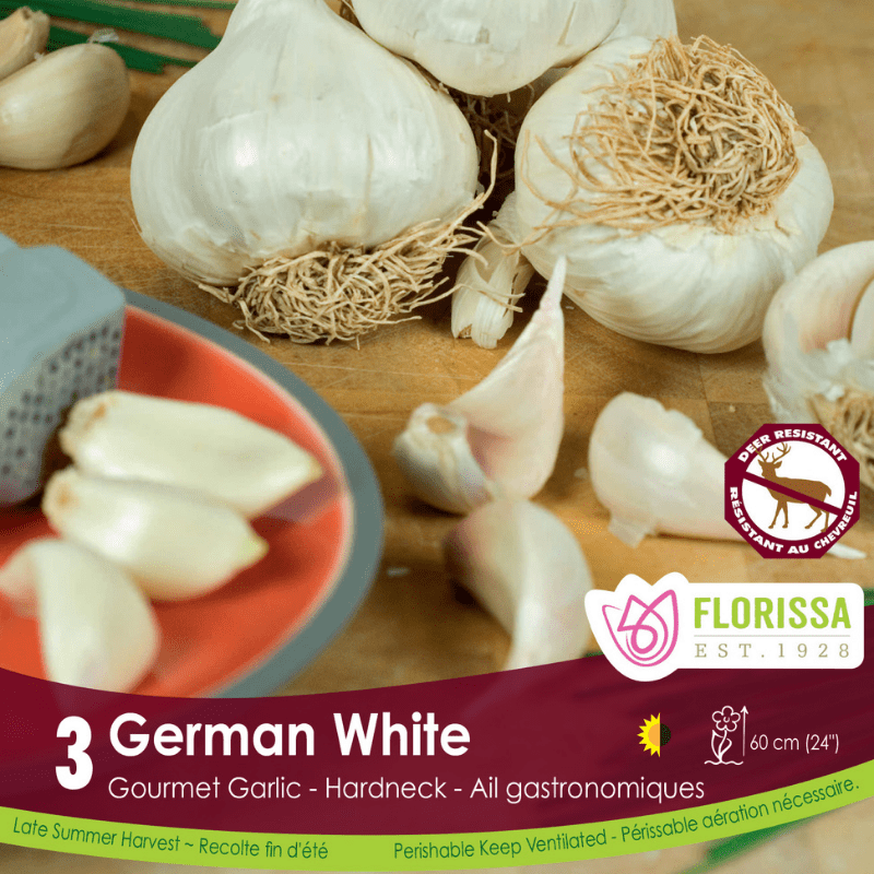 Garlic - German White, 3 Pack
