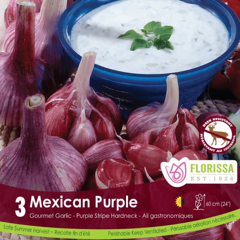 Garlic - Mexican Purple, 3 Pack