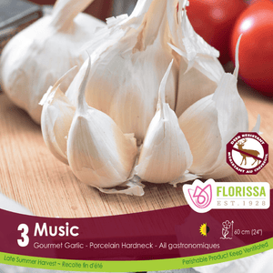 Garlic - Music, 3 Pack