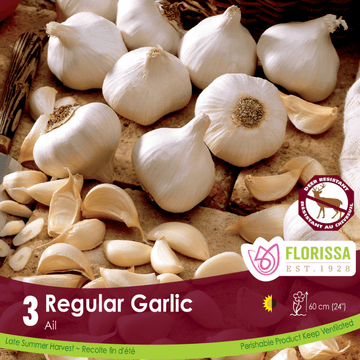 Garlic - Regular, 3 Pack (Fall Planting)