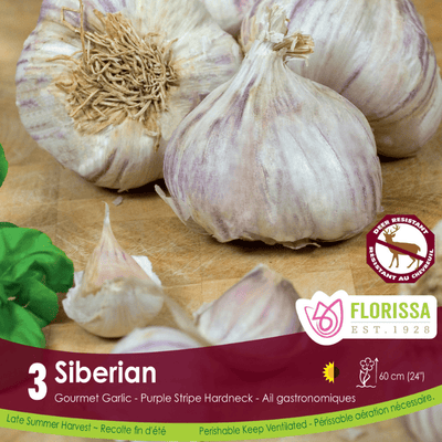 Garlic - Siberian, 3 Pack (Fall Planting)