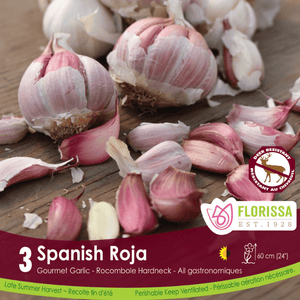 Garlic - Spanish Roja, 3 Pack