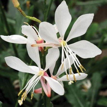 Gaura Sparkle White - West Coast Seeds