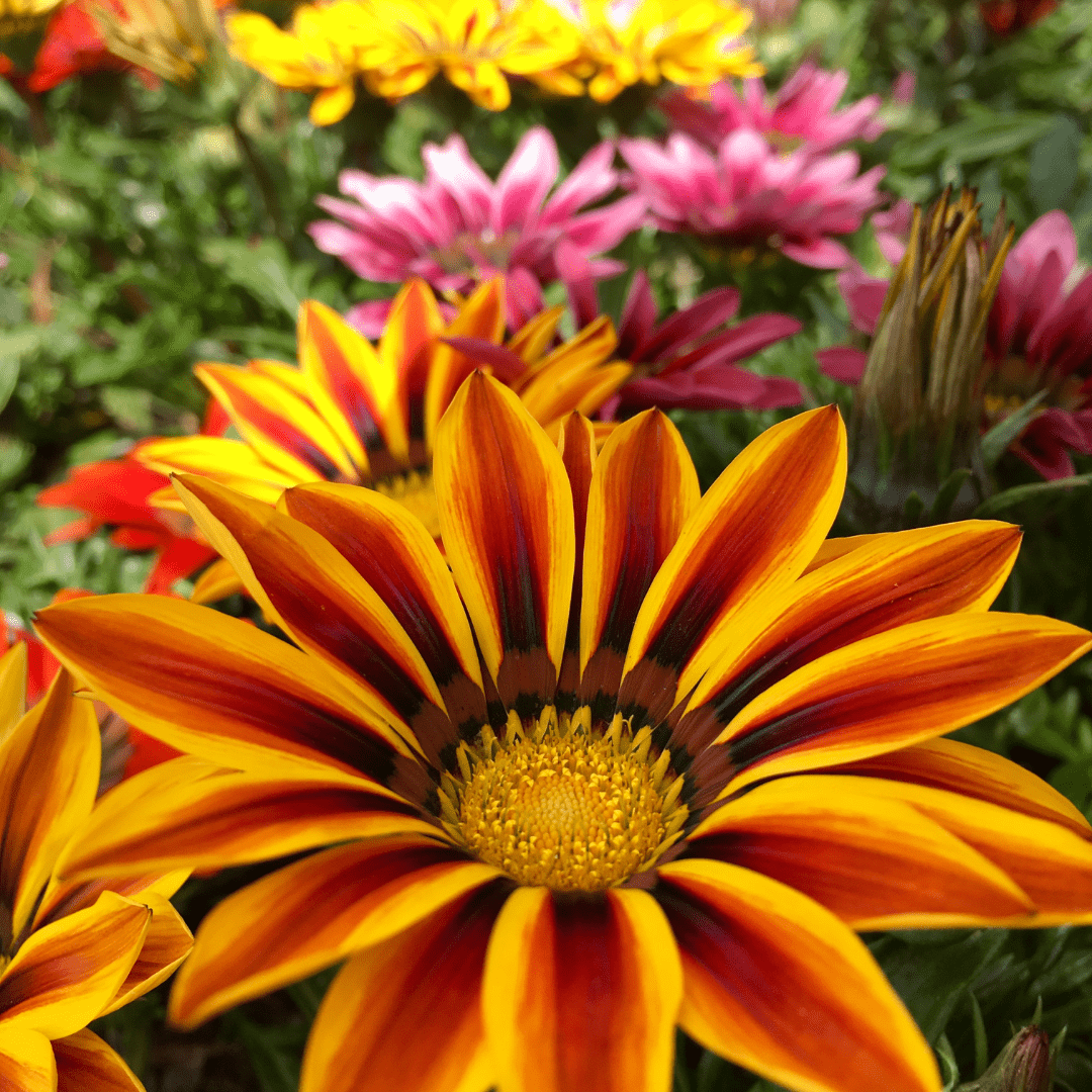 Gazania Sunshine Mix - Burpee Seeds