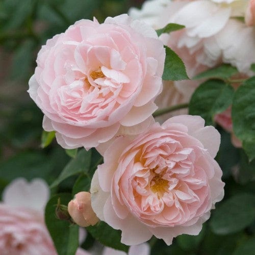 Gentle Hermione - David Austin Rose