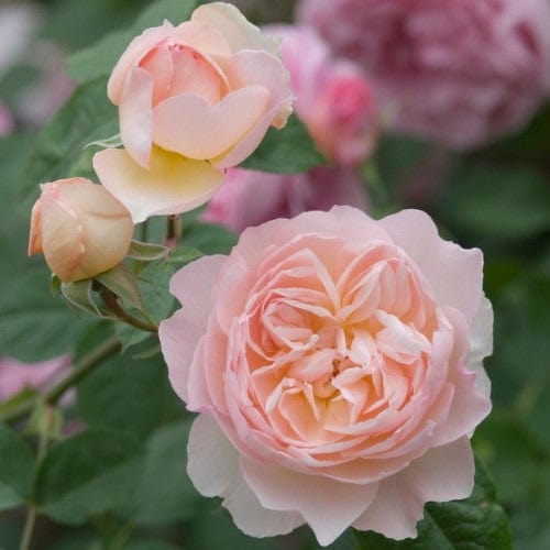 Gentle Hermione - David Austin Rose