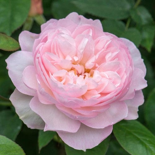 Gentle Hermione - David Austin Rose