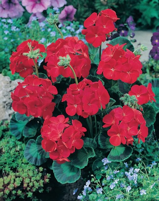 Geranium Moulin Rouge F1 - Mr. Fothergill's Seeds