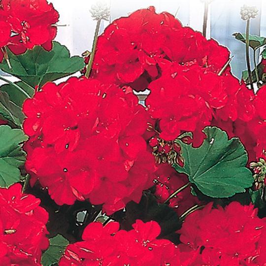 Geranium Red Zonale - McKenzie Seeds