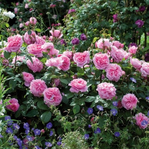 Gertrude Jekyll - David Austin Rose Grafted