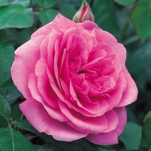 Gertrude Jekyll - David Austin Rose Grafted