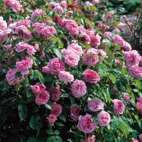 Gertrude Jekyll - David Austin Rose Grafted