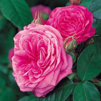 Gertrude Jekyll - David Austin Rose