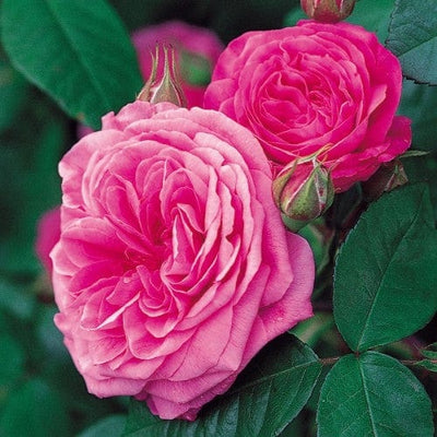 Gertrude Jekyll - David Austin Rose