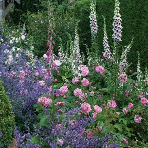 Gertrude Jekyll - David Austin Rose Grafted