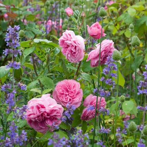 Gertrude Jekyll - David Austin Rose Grafted