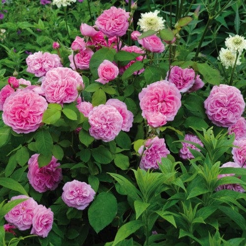 Gertrude Jekyll - David Austin Rose Grafted