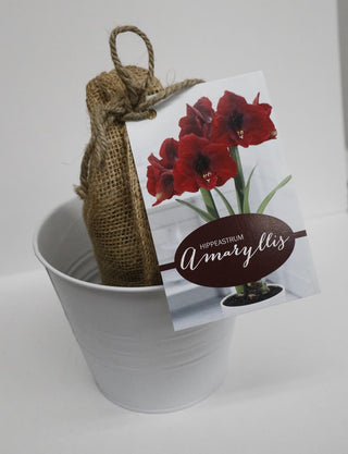 Amaryllis Nature's Blooms