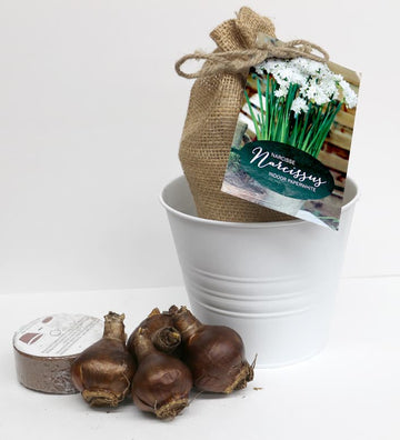 Narcissus - Paperwhite Nature's Bloom Gift