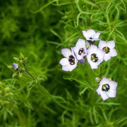 Gilia Bird's Eyes - West Coast Seeds