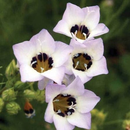 Gilia Bird's Eyes - West Coast Seeds