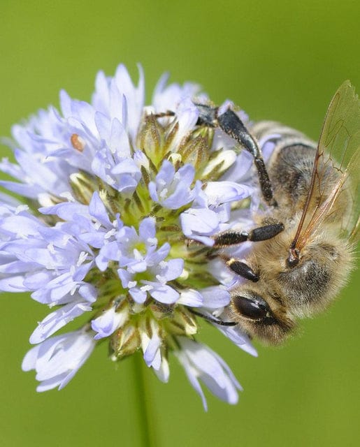 Gilia Globe Gilia - West Coast Seeds