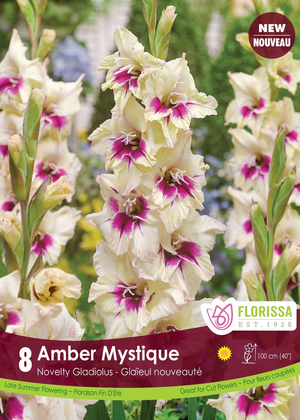 Gladiolus - Amber Mystique, 8 Pack