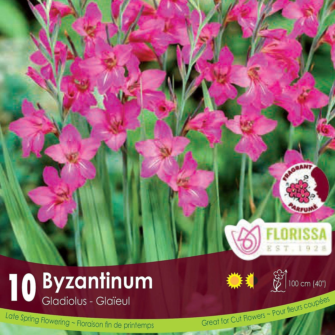 Gladiolus Byzantinus Tops 