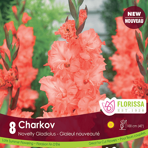 Novelty Gladiolus Charkov