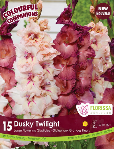 Gladiolus - Dusky Twilight, Colourful Companions, 15 Pack