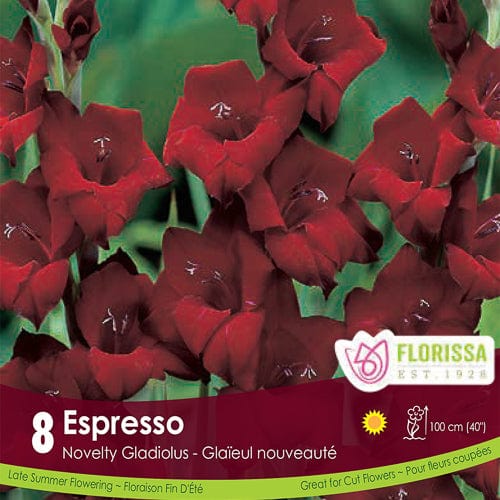 Novelty Dutch Gladiolus Espresso Spring Bulb