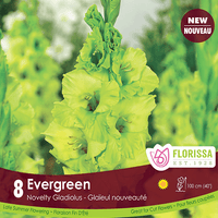 Gladiolus - Evergreen, 8 Pack
