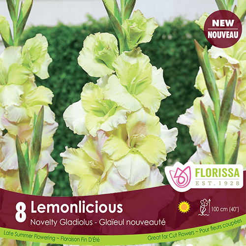 Gladiolus - Lemonlicious, 8 Pack