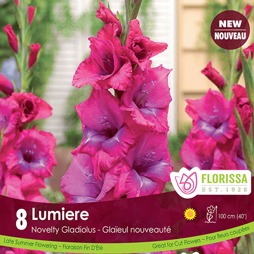 Novelty Gladiolus Lumiere