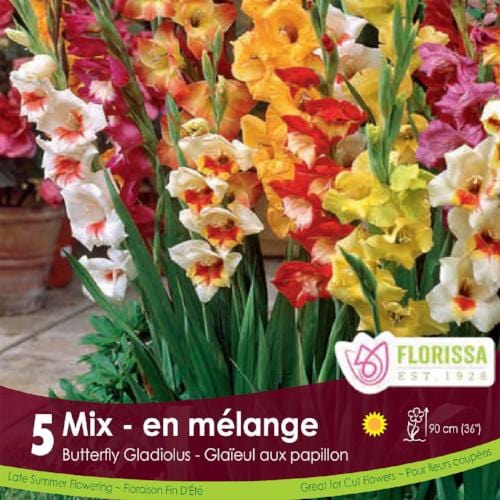 Gladiolus Butterfly Mix 