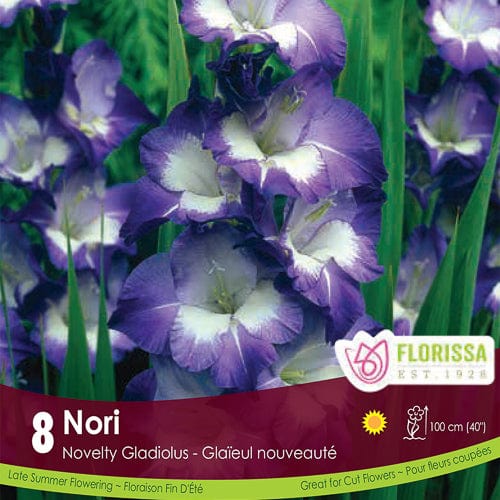 Novelty Dutch Gladiolus Nori Spring Bulb