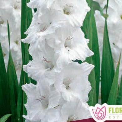 Jumbo Dutch Gladiolus Oscilla Spring Bulb