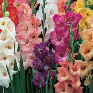 Gladiolus Rainbow Mix