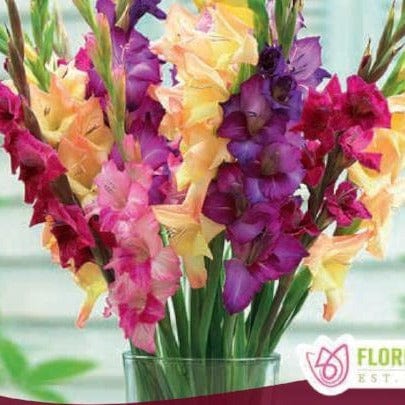 Gladiolus Rainbow Mix pink purple and yellow spring bulbs