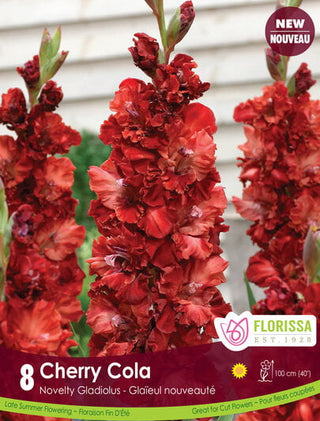 Gladiolus - Cherry Cola, 8 Pack