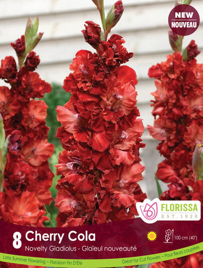Gladiolus - Cherry Cola, 8 Pack