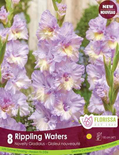 Gladiolus - Rippling Waters, 8 Pack