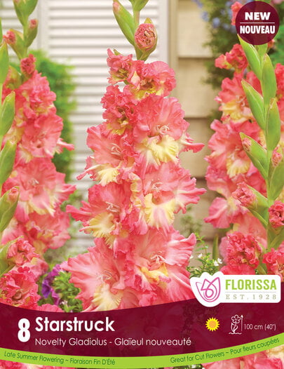Gladiolus - Starstruck, 8 Pack